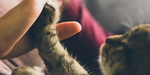 hand holding a kitten paw